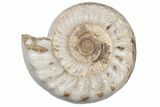 Jurassic Ammonite (Kranosphinctes?) Fossil - Madagascar #212389-1